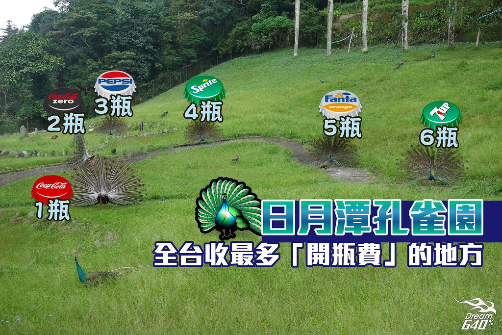 日月潭大驚奇！全台灣收最多「開瓶費」的地方。孔雀園「白孔雀」開屏如夢似幻