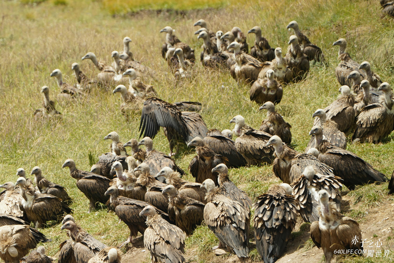 一個人去看天葬:向死而生!在毀滅中學會珍惜和不留一絲遺憾 - 第12張圖 一個人去看天葬:向死而生!在毀滅中學會珍惜和不留一絲遺憾