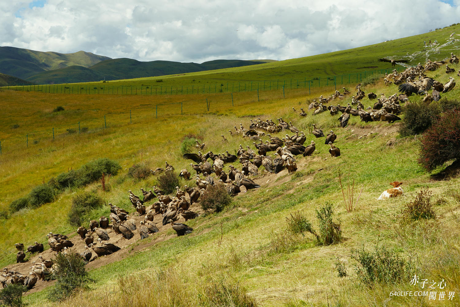一個人去看天葬:向死而生!在毀滅中學會珍惜和不留一絲遺憾 - 第10張圖 一個人去看天葬:向死而生!在毀滅中學會珍惜和不留一絲遺憾