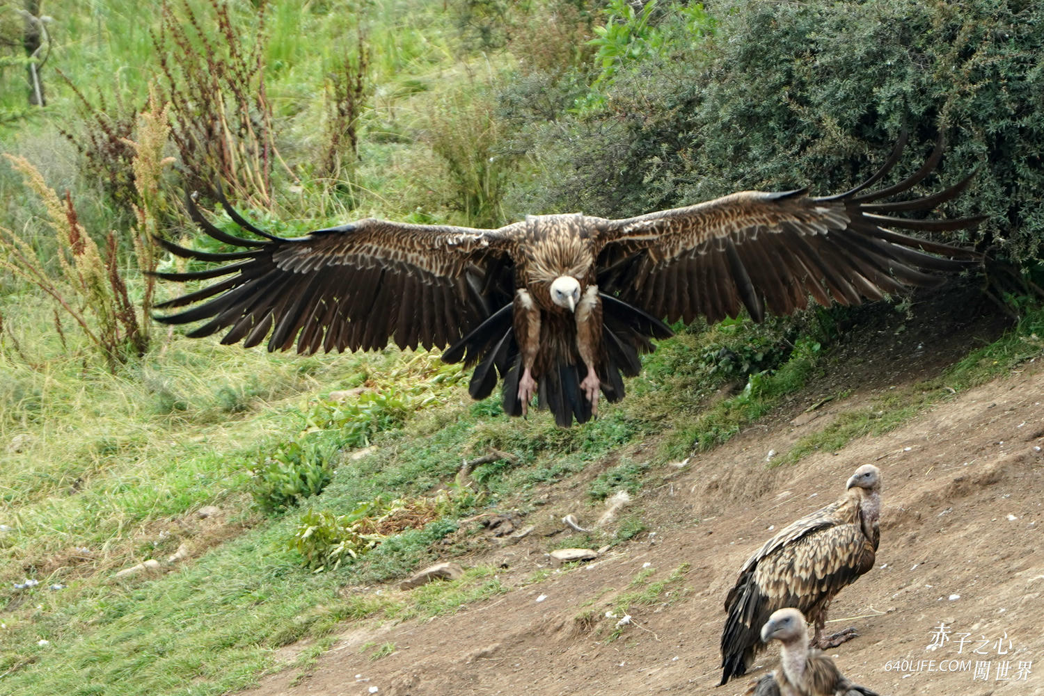 一個人去看天葬:向死而生!在毀滅中學會珍惜和不留一絲遺憾 - 第11張圖 一個人去看天葬:向死而生!在毀滅中學會珍惜和不留一絲遺憾