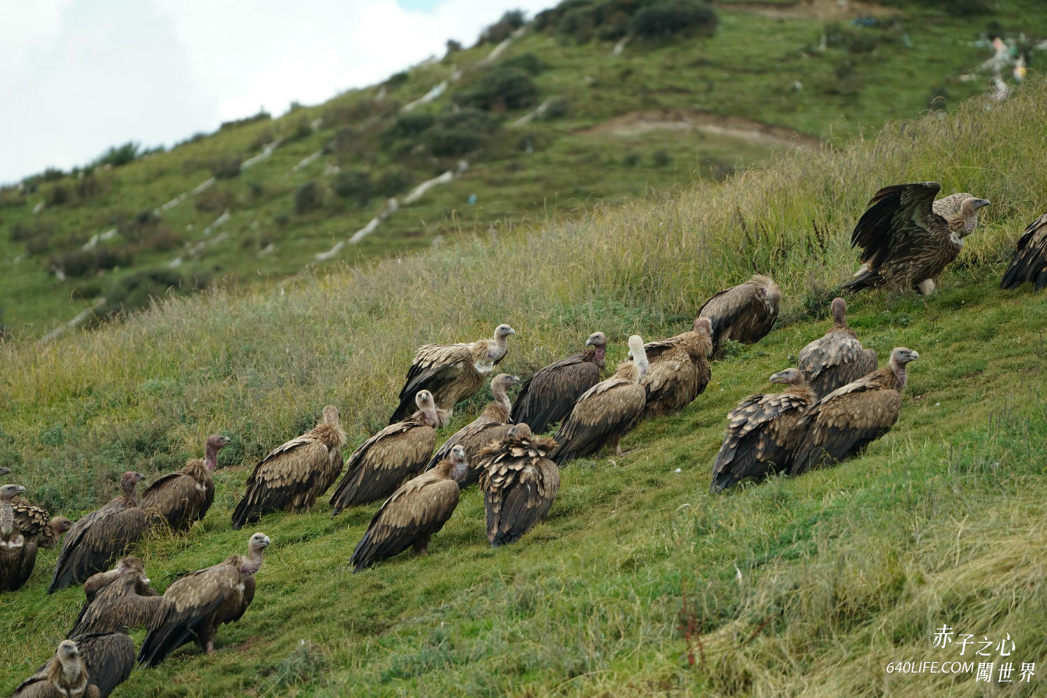 一個人去看天葬:向死而生!在毀滅中學會珍惜和不留一絲遺憾 - 第20張圖 一個人去看天葬:向死而生!在毀滅中學會珍惜和不留一絲遺憾