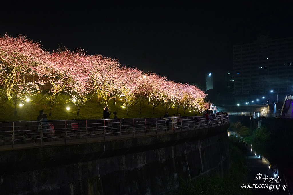 台北東湖樂活公園夜櫻季-74