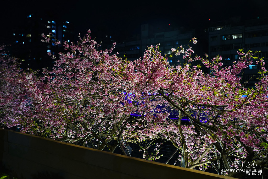 台北東湖樂活公園夜櫻季-64