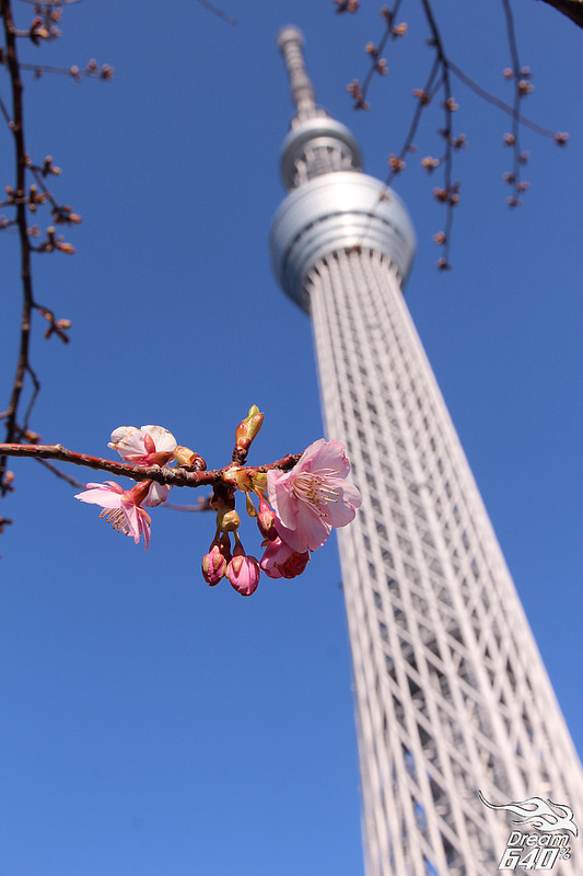 [東京自助] 晴空萬里藍天下，來眺望晴空塔