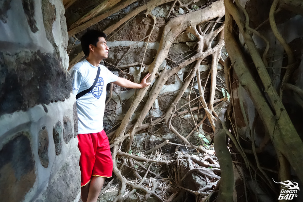 基隆叢林中發現「台灣版吳哥窟」美景。被政府遺棄的「獅球嶺東砲台」遺跡群 