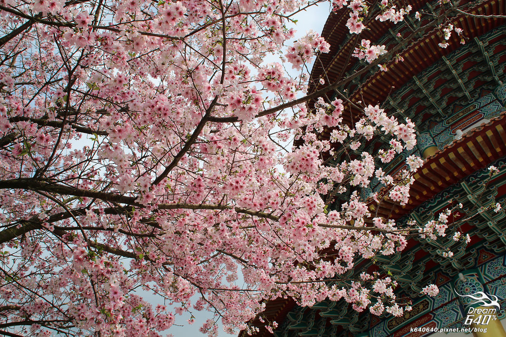 天元宮史上最遲、最少遊客的櫻花季！跟日本櫻花同步盛放，趁大雨前來盡情拍攝