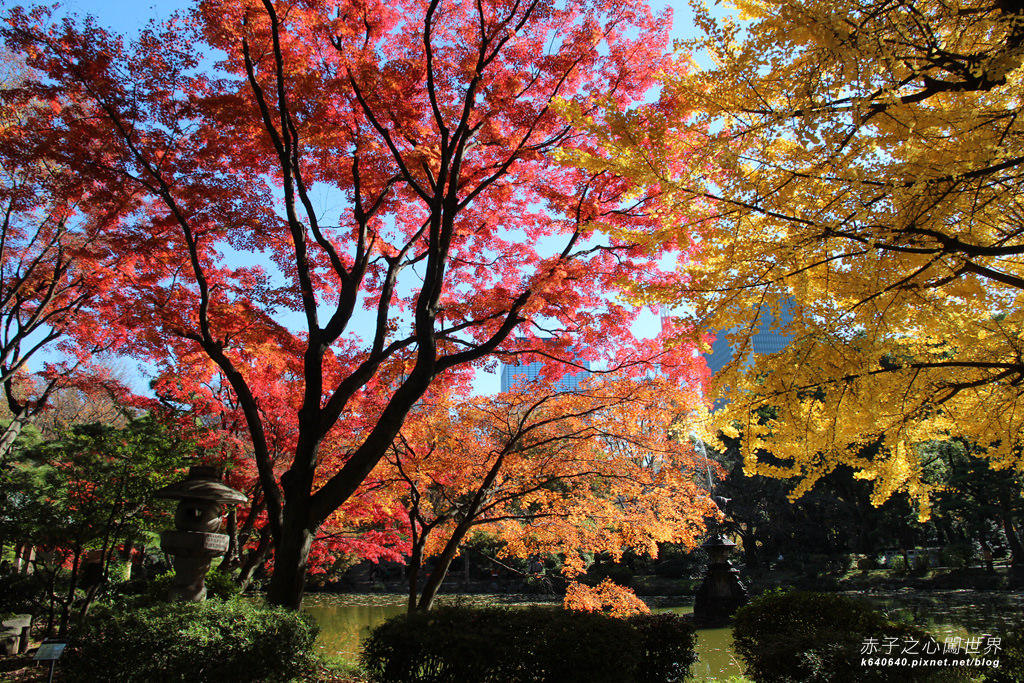觀光客走了以後楓葉才紅。東京市區被打翻的繽紛調色盤-日比谷公園
