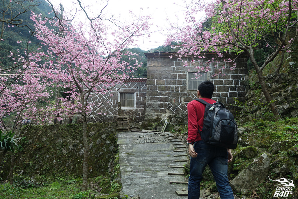 意外闖進淡水「現代桃花源」－粉紅櫻花包圍的石頭古厝，主人把每一位旅人當作客人盛情款待