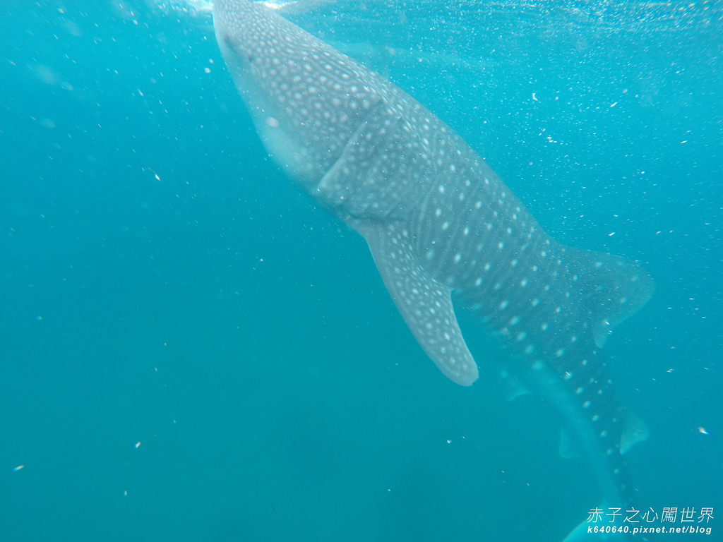 宿霧鯨鯊游泳-Oslob Whale Shark-079