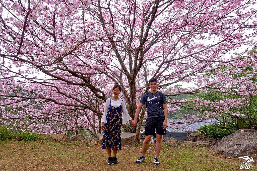 台北最狂櫻花咖啡廳和私宅！來拍千年櫻木的巨幅美景，圍繞滿山遍野的櫻花林