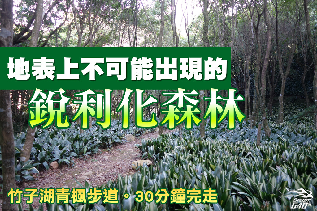 地表上不可能出現的銳利化森林「竹子湖青楓步道」。視覺多層次轉換，30分鐘就能走完