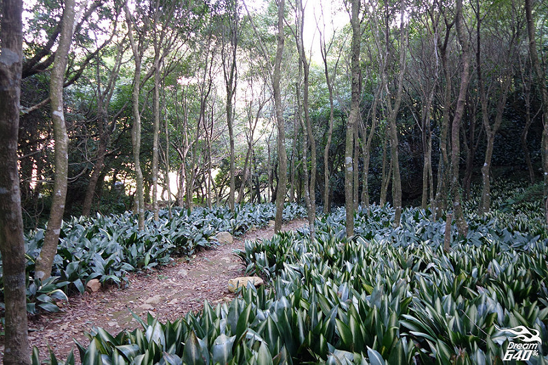地表上不可能出現的銳利化森林「竹子湖青楓步道」。視覺多層次轉換，30分鐘就能走完