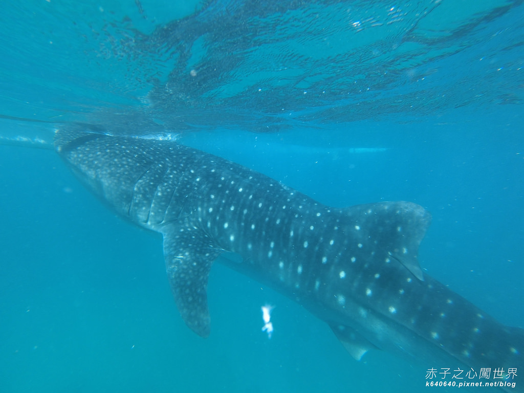 宿霧鯨鯊游泳-Oslob Whale Shark-013