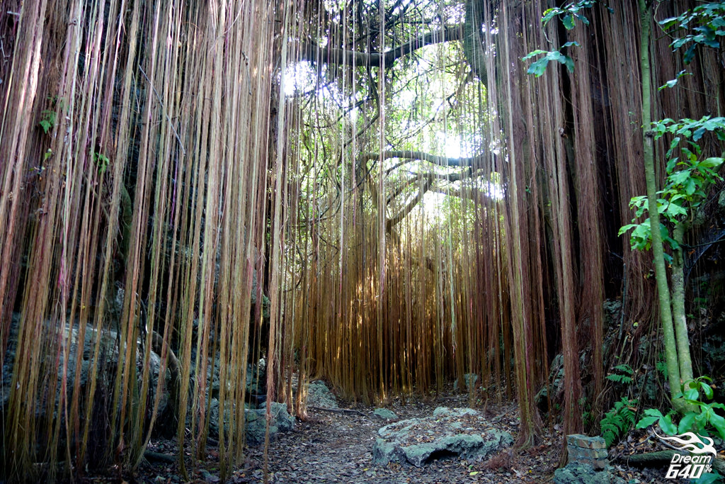 [壽山大進擊] 阿凡達祕境。"樹髮"三千丈的光纖峽谷